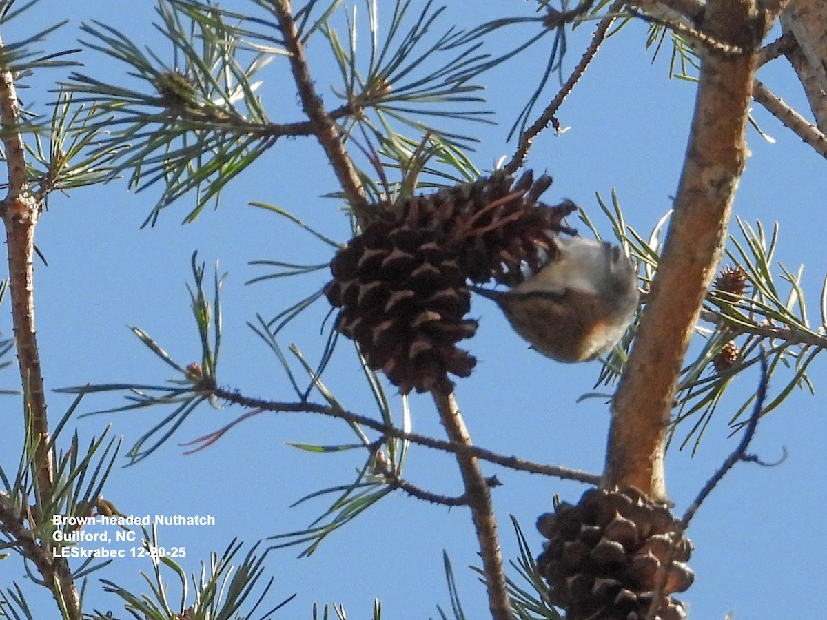 Brown-headed Nuthatch - ML647295312
