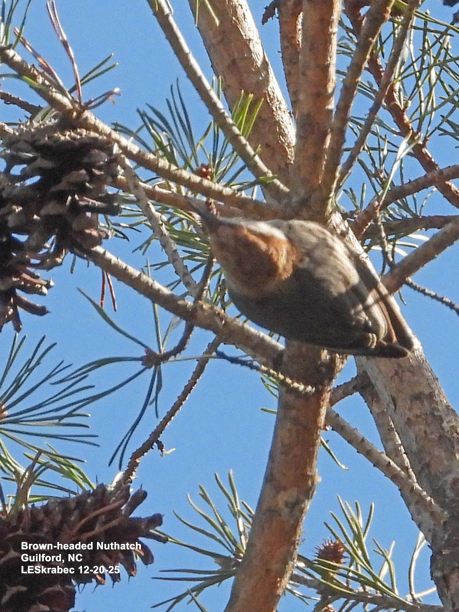 Brown-headed Nuthatch - ML647295313