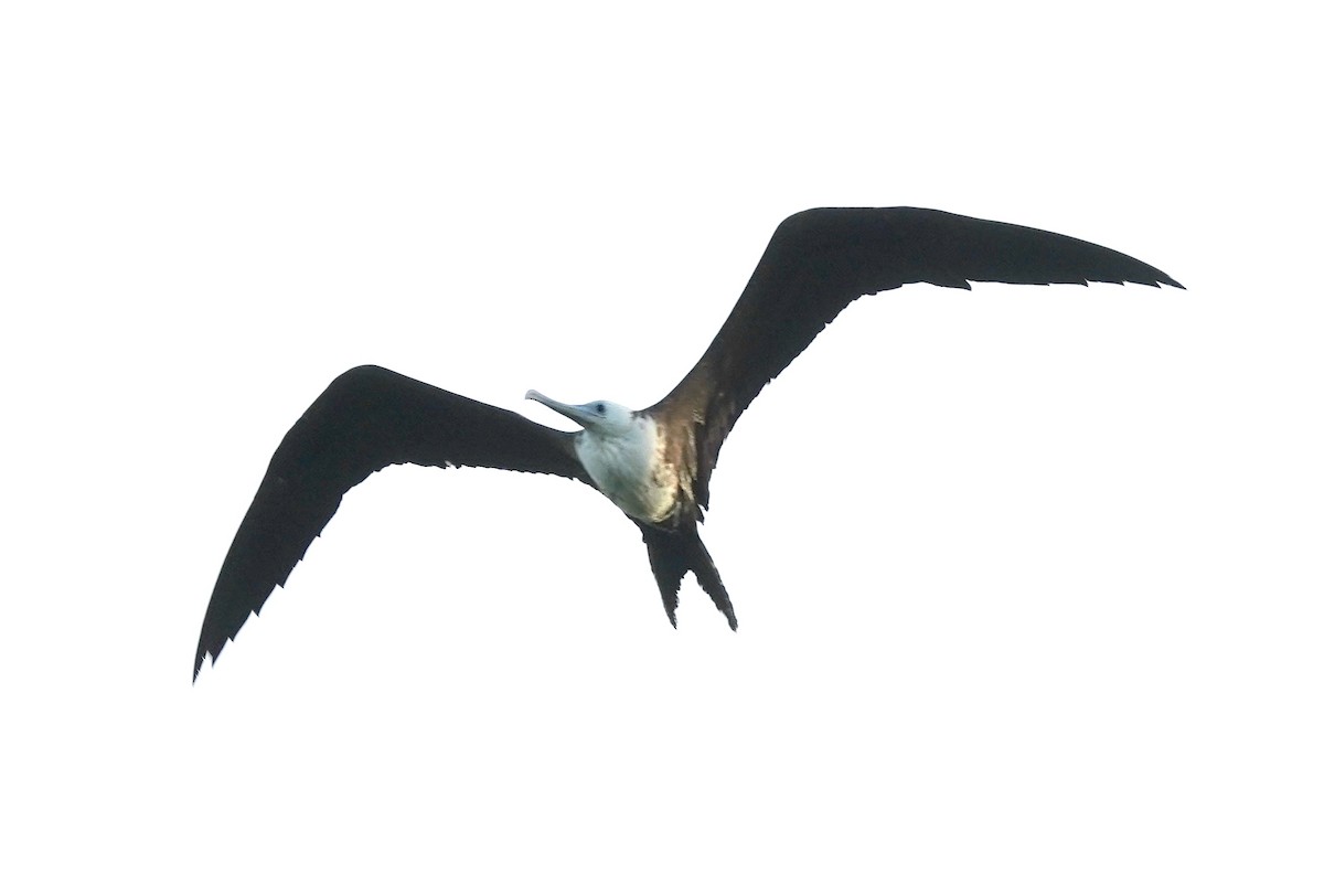 Magnificent Frigatebird - ML647295318