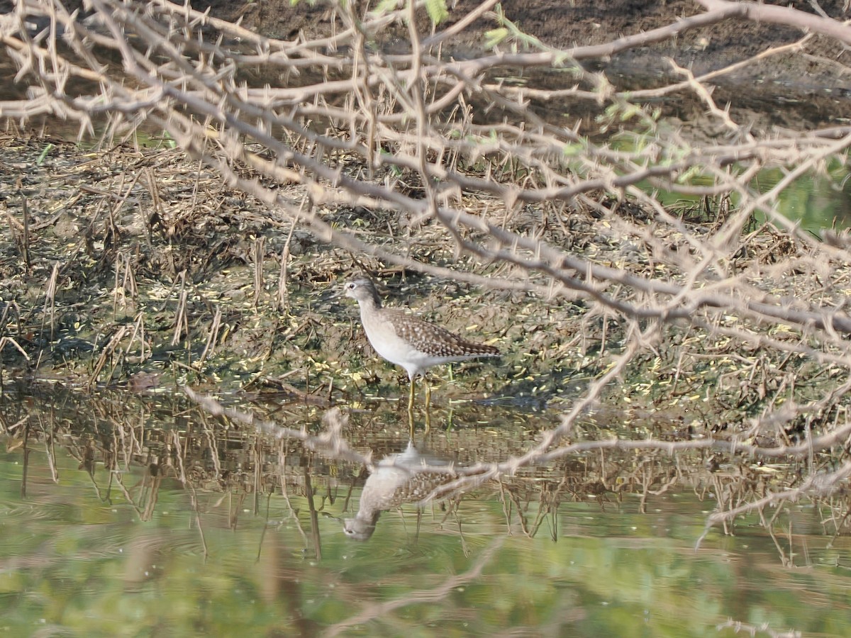 vodouš bahenní - ML647295327