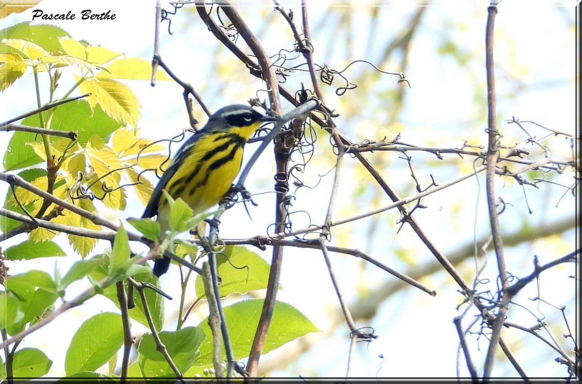 Magnolia Warbler - ML647295333