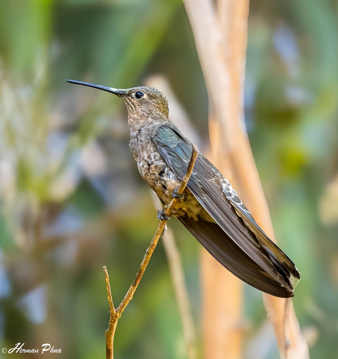 kolibřík velký - ML647295335