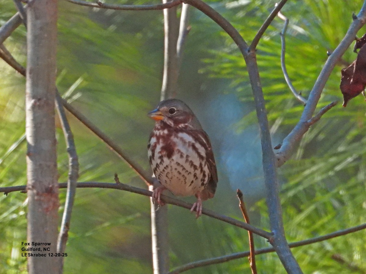 Fox Sparrow - ML647295339