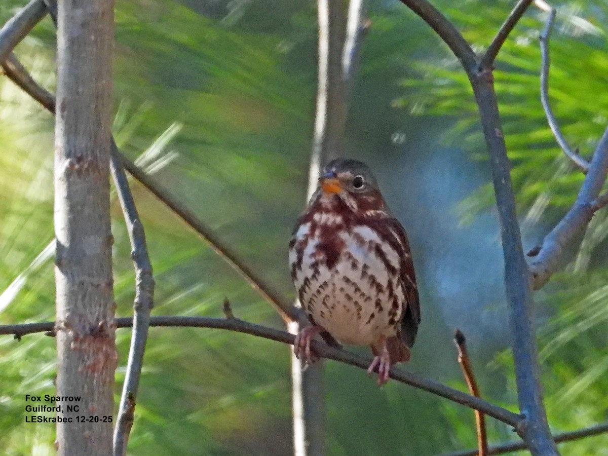 Fox Sparrow - ML647295340