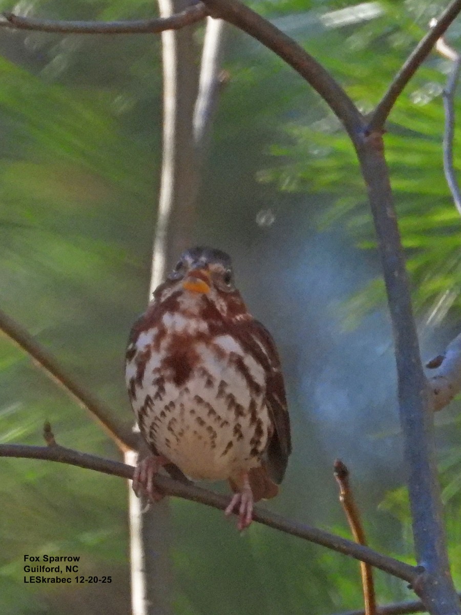 Fox Sparrow - ML647295341
