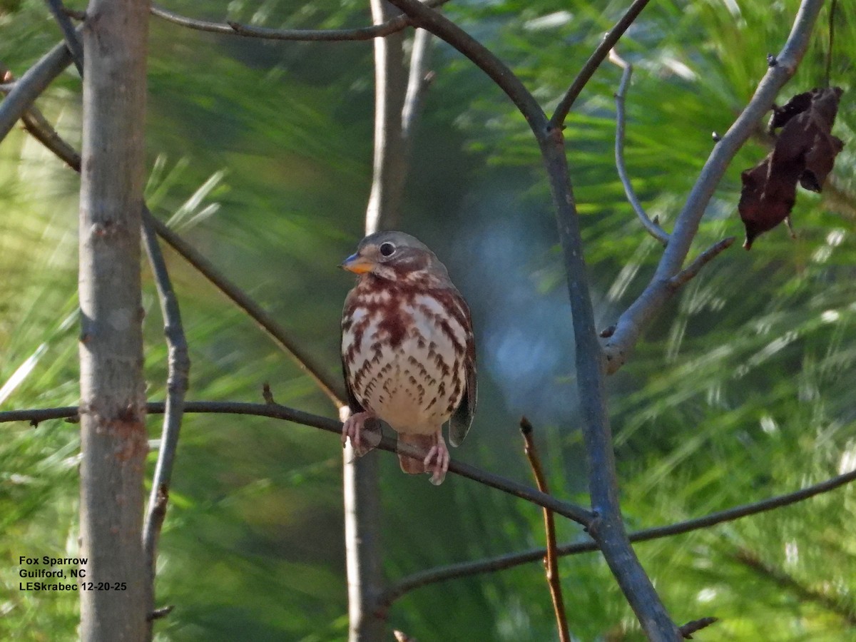 Fox Sparrow - ML647295342