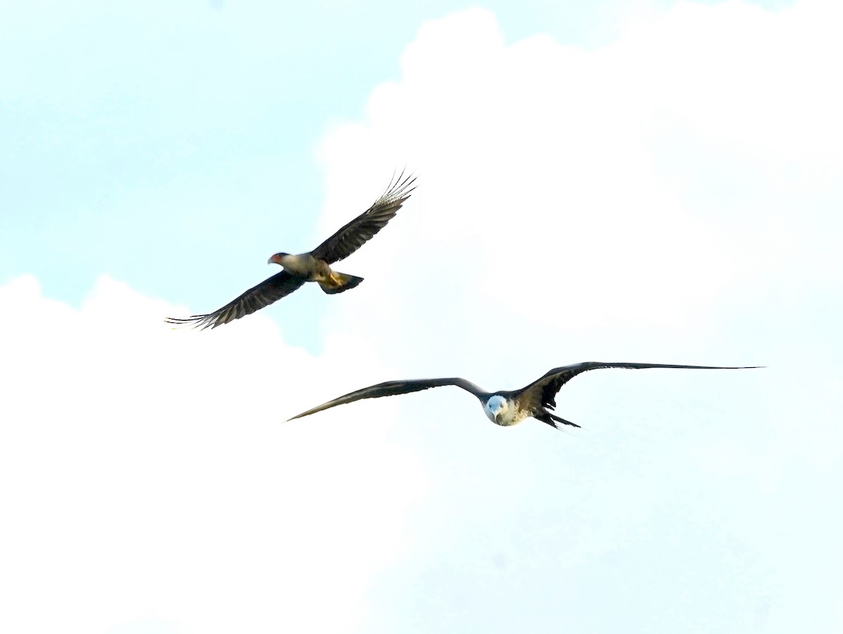 Magnificent Frigatebird - ML647295344