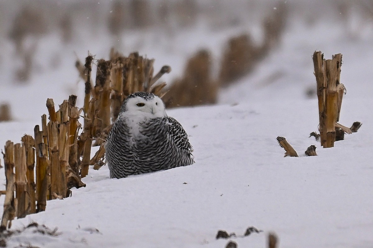 Snowy Owl - ML647295348