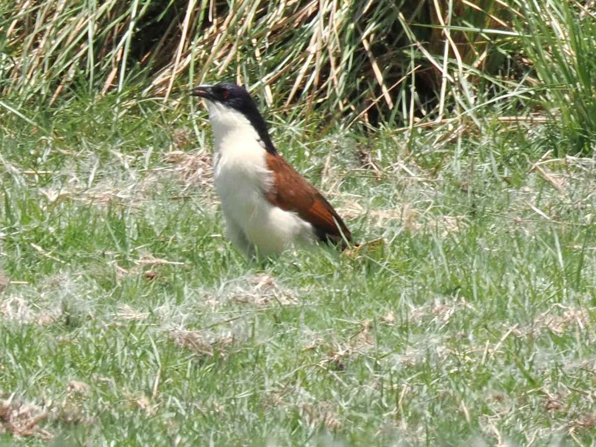 Coppery-tailed Coucal - ML647295350