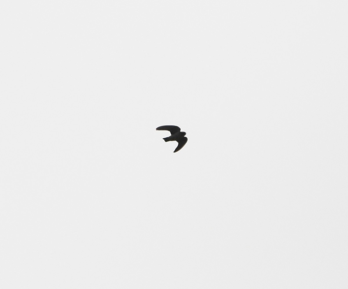 Dusky Crag-Martin - ML647295351