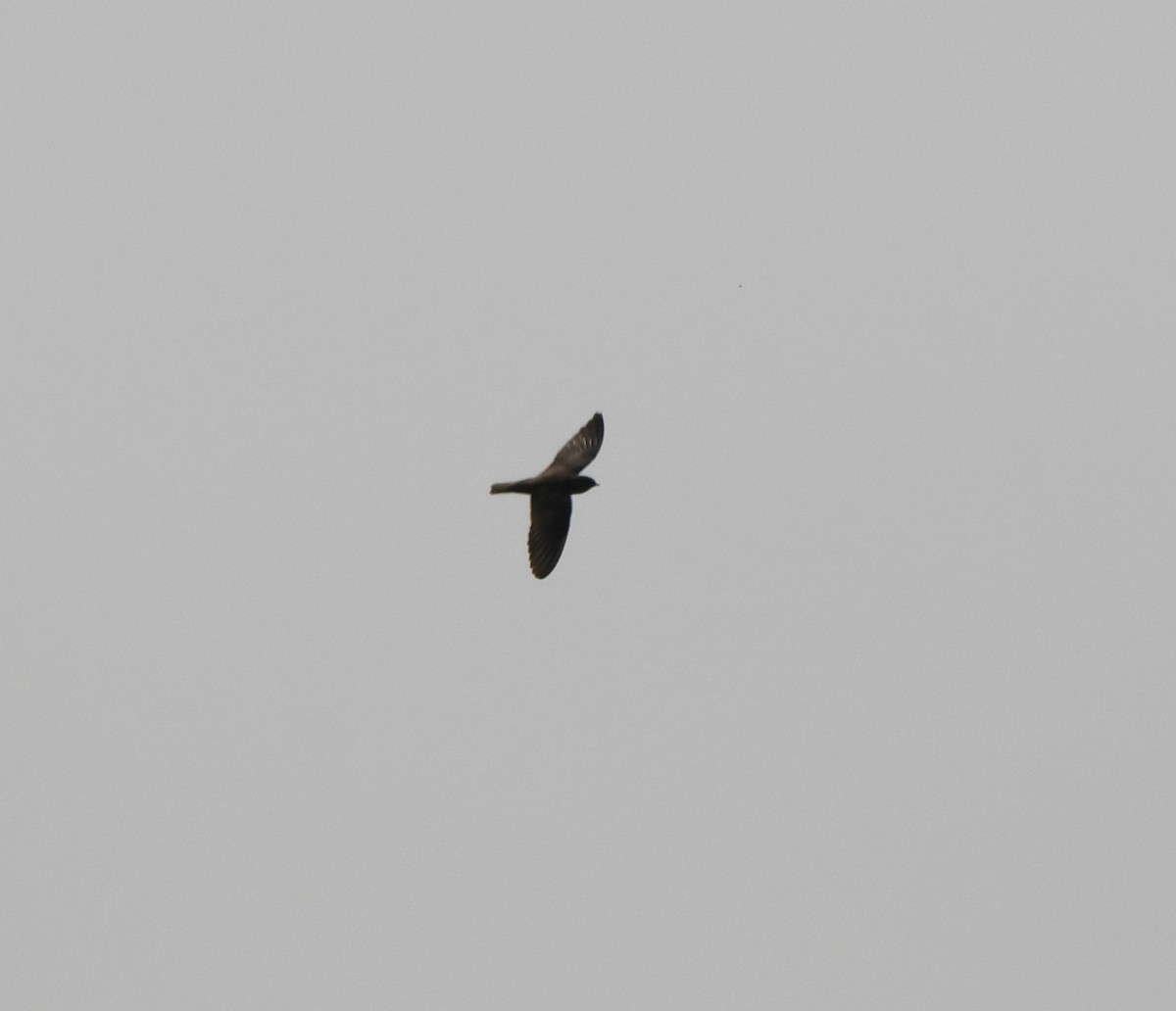 Dusky Crag-Martin - ML647295352