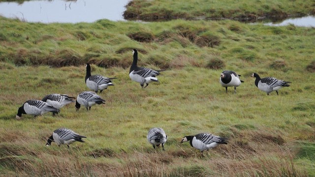 ברנטה לבנת-לחי - ML647295354