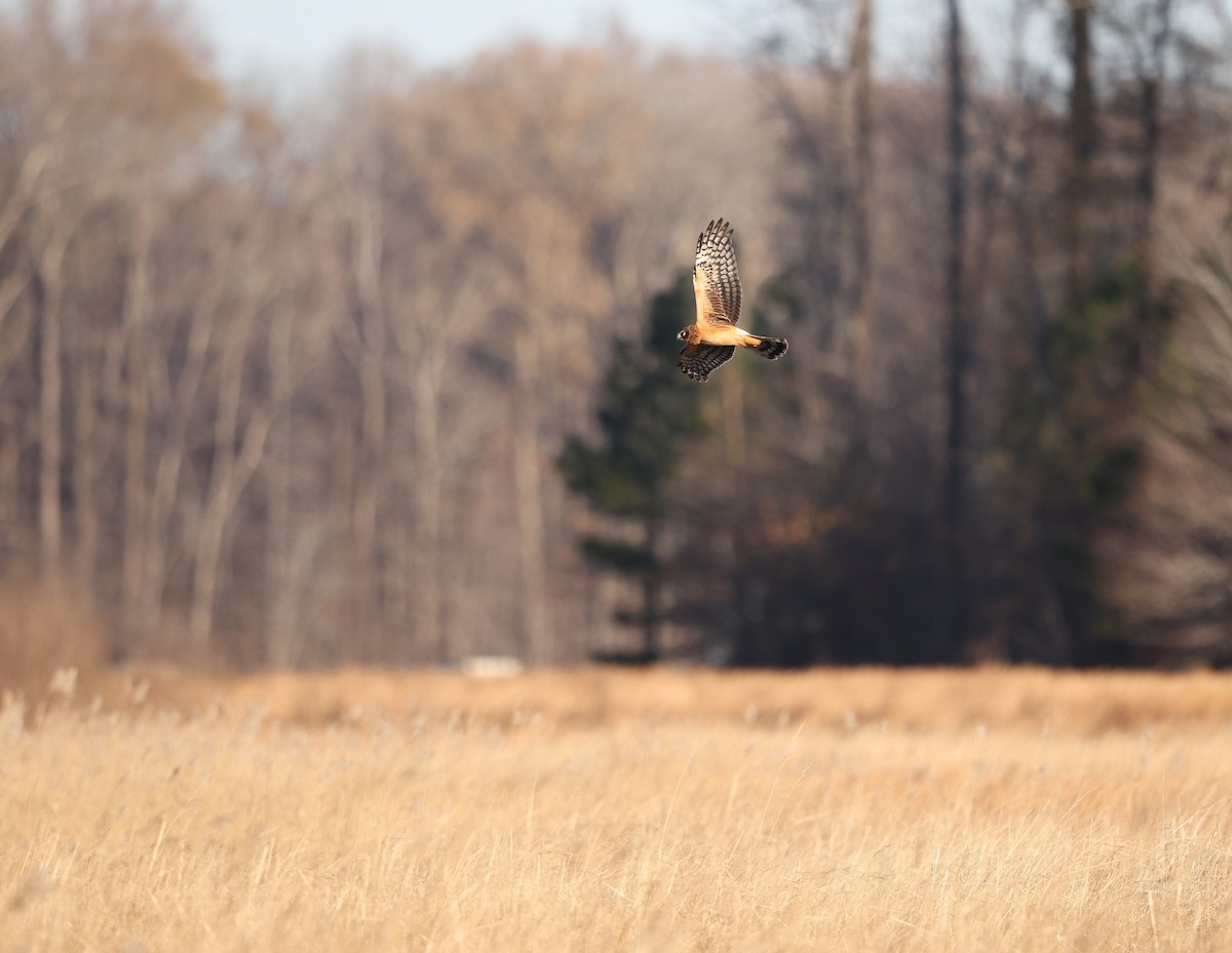 Northern Harrier - ML647295358