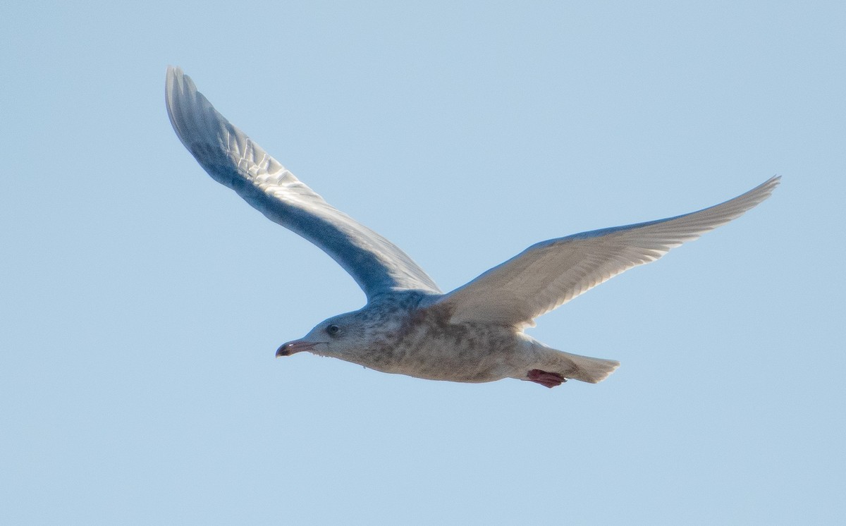 Gavión Hiperbóreo - ML647295360