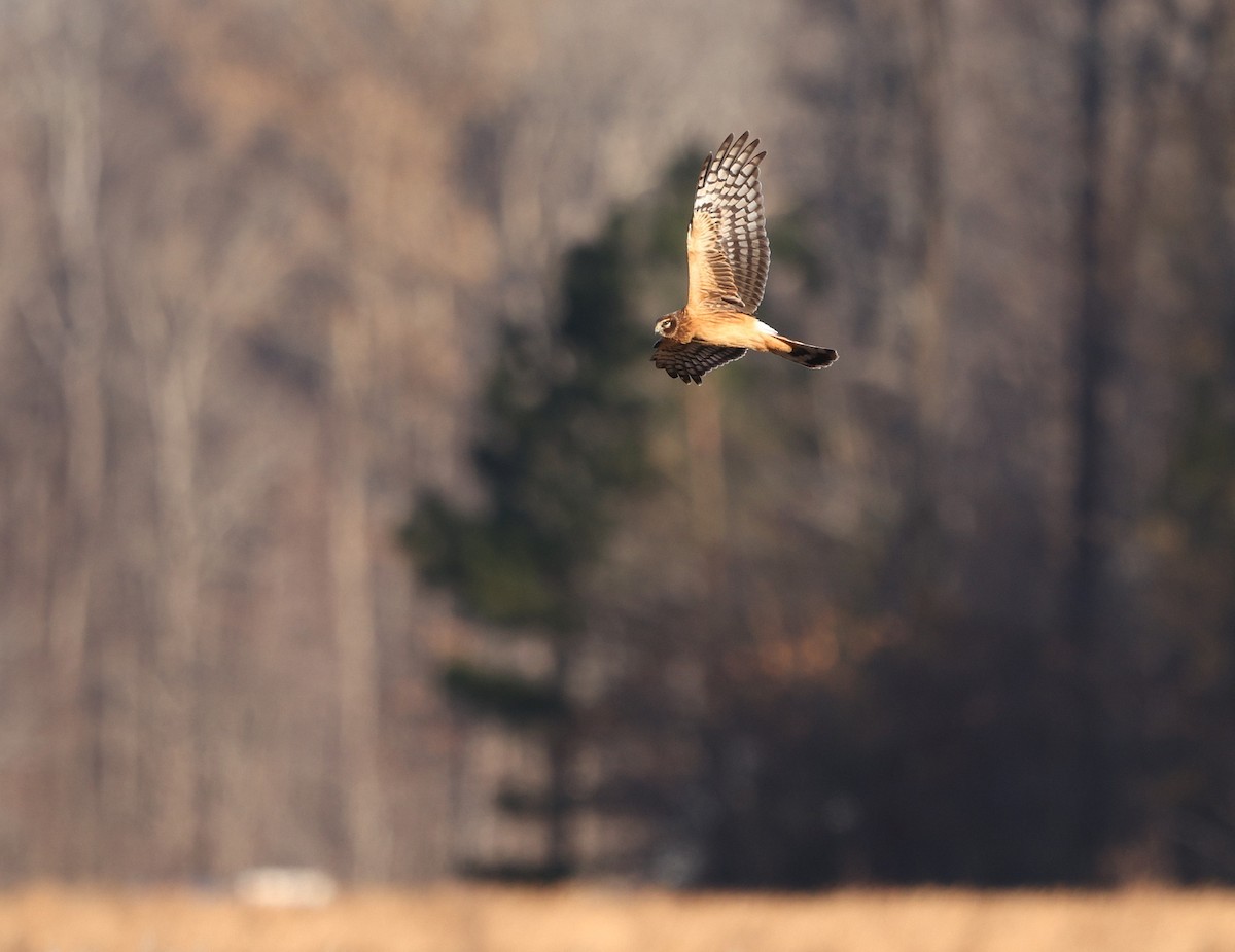 Northern Harrier - ML647295365
