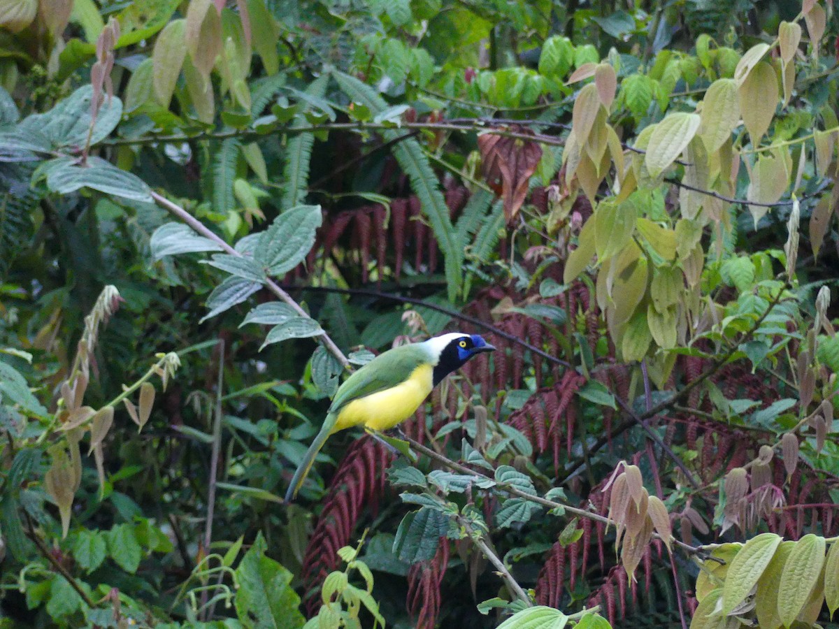 sojka zelenavá [skupina yncas] - ML647295367