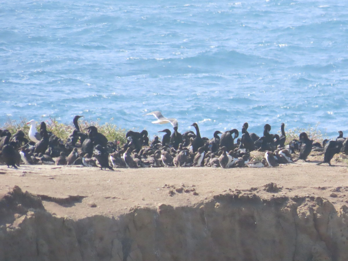 אורייה מצויה - ML647295372