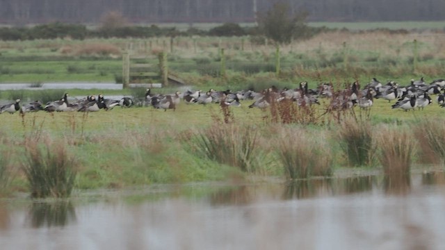 ברנטה לבנת-לחי - ML647295380
