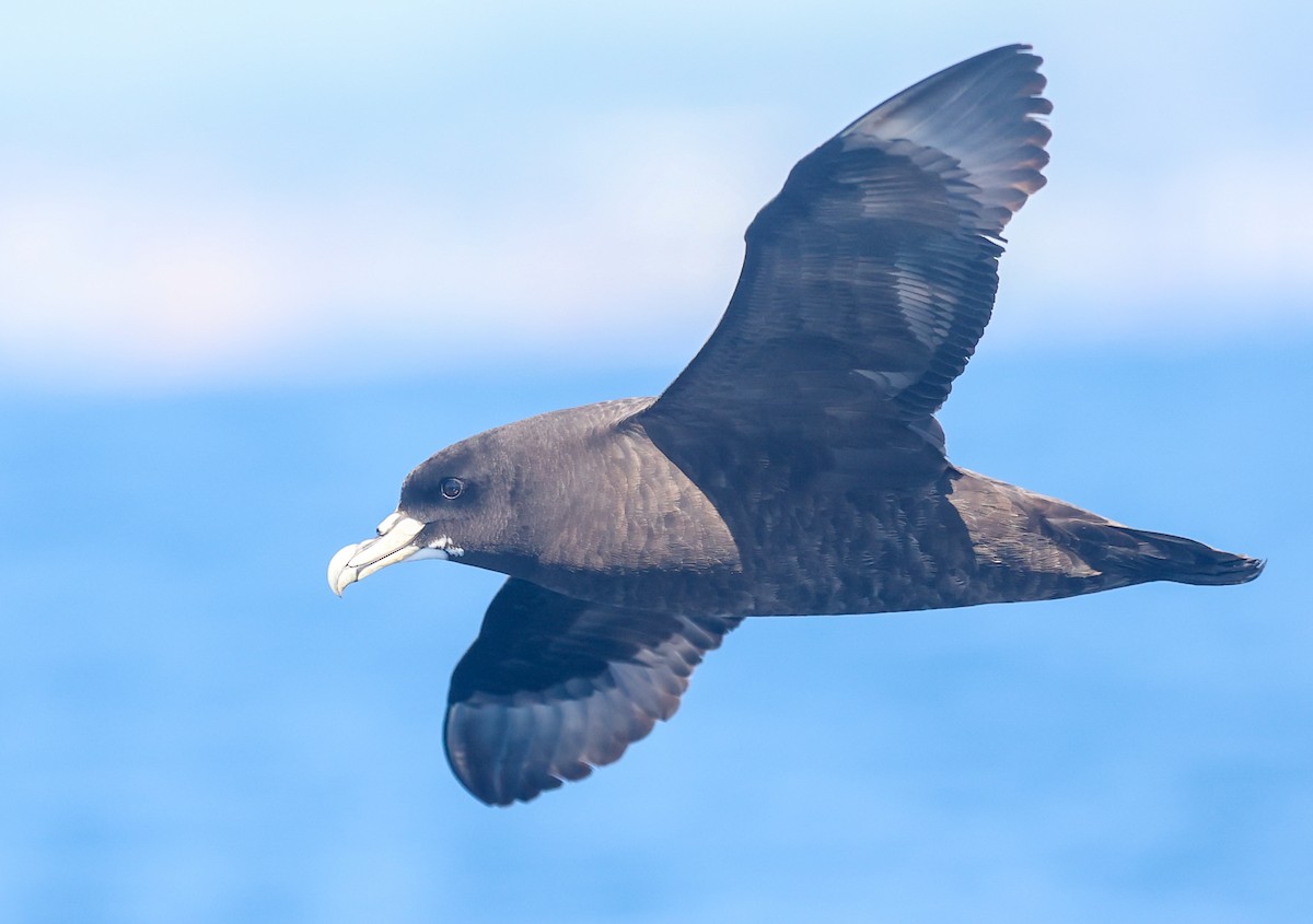 Beyaz Gıdılı Yelkovan - ML647295381