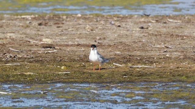 שחפית שחורת-אוזן - ML647295384
