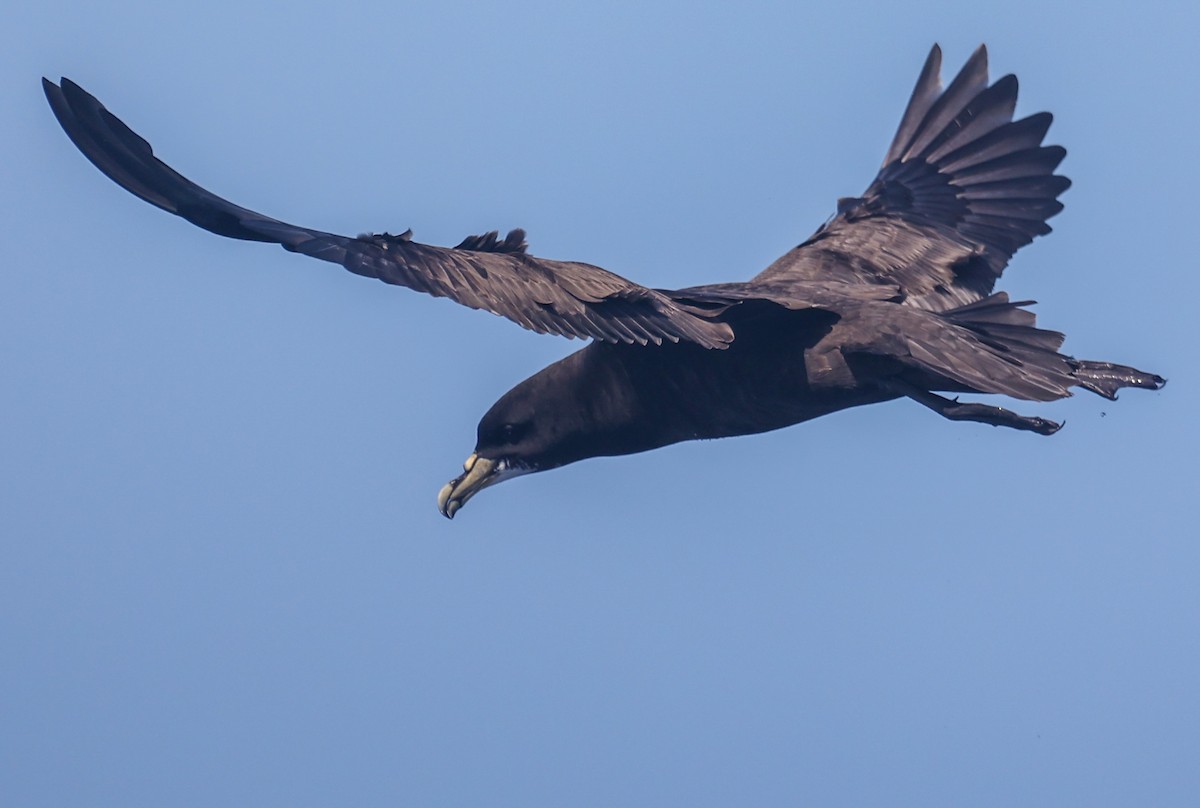 Beyaz Gıdılı Yelkovan - ML647295389