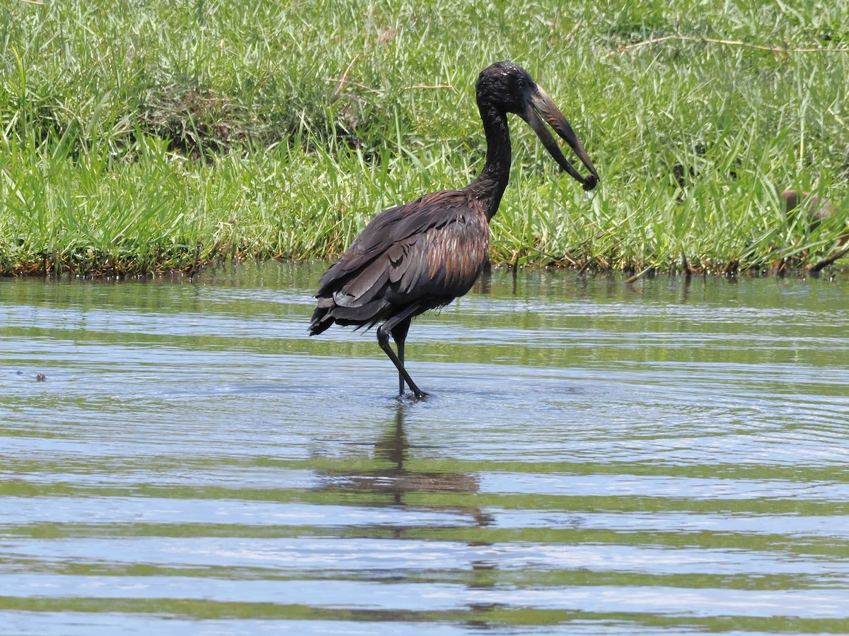 Bec-ouvert africain - ML647295391