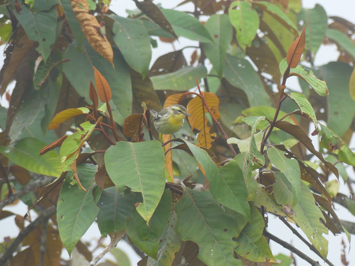 Blackburnian Warbler - ML647295410