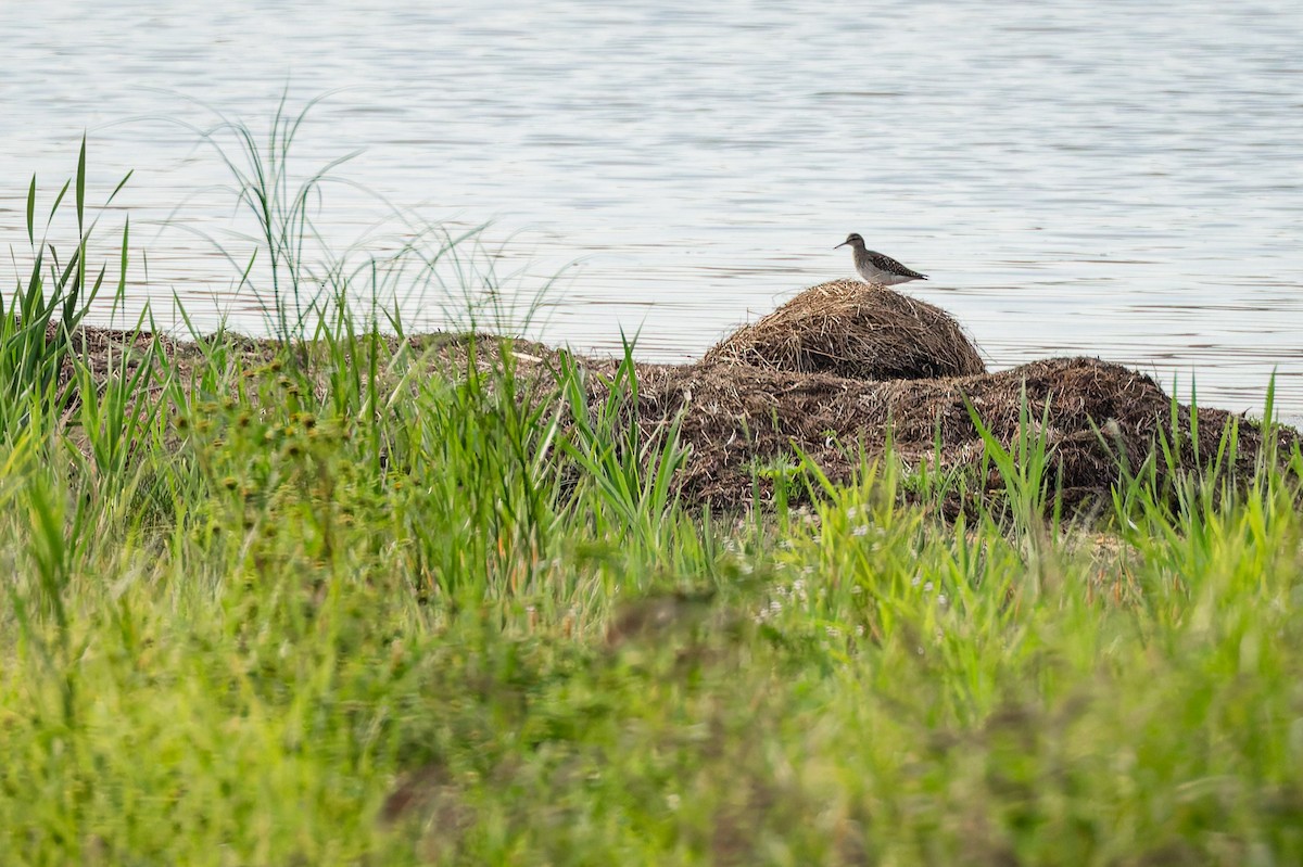 vodouš bahenní - ML647295415