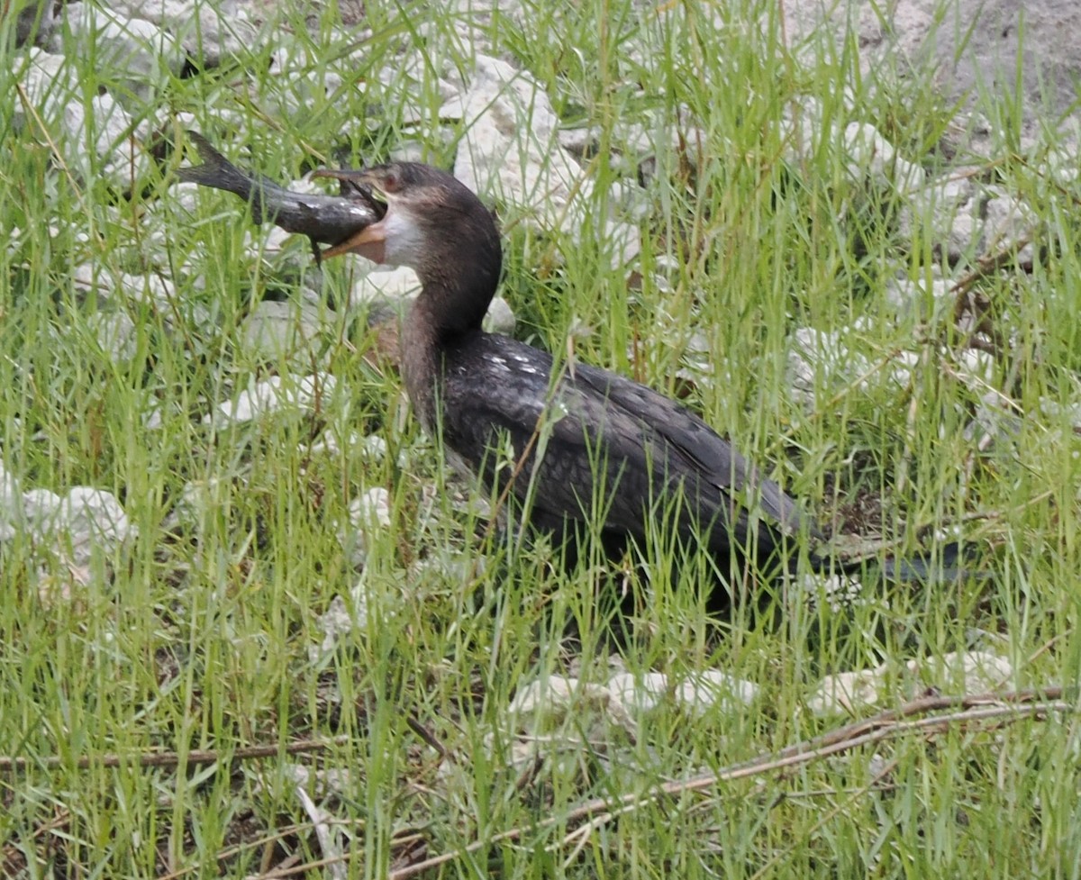 アフリカコビトウ - ML647295448