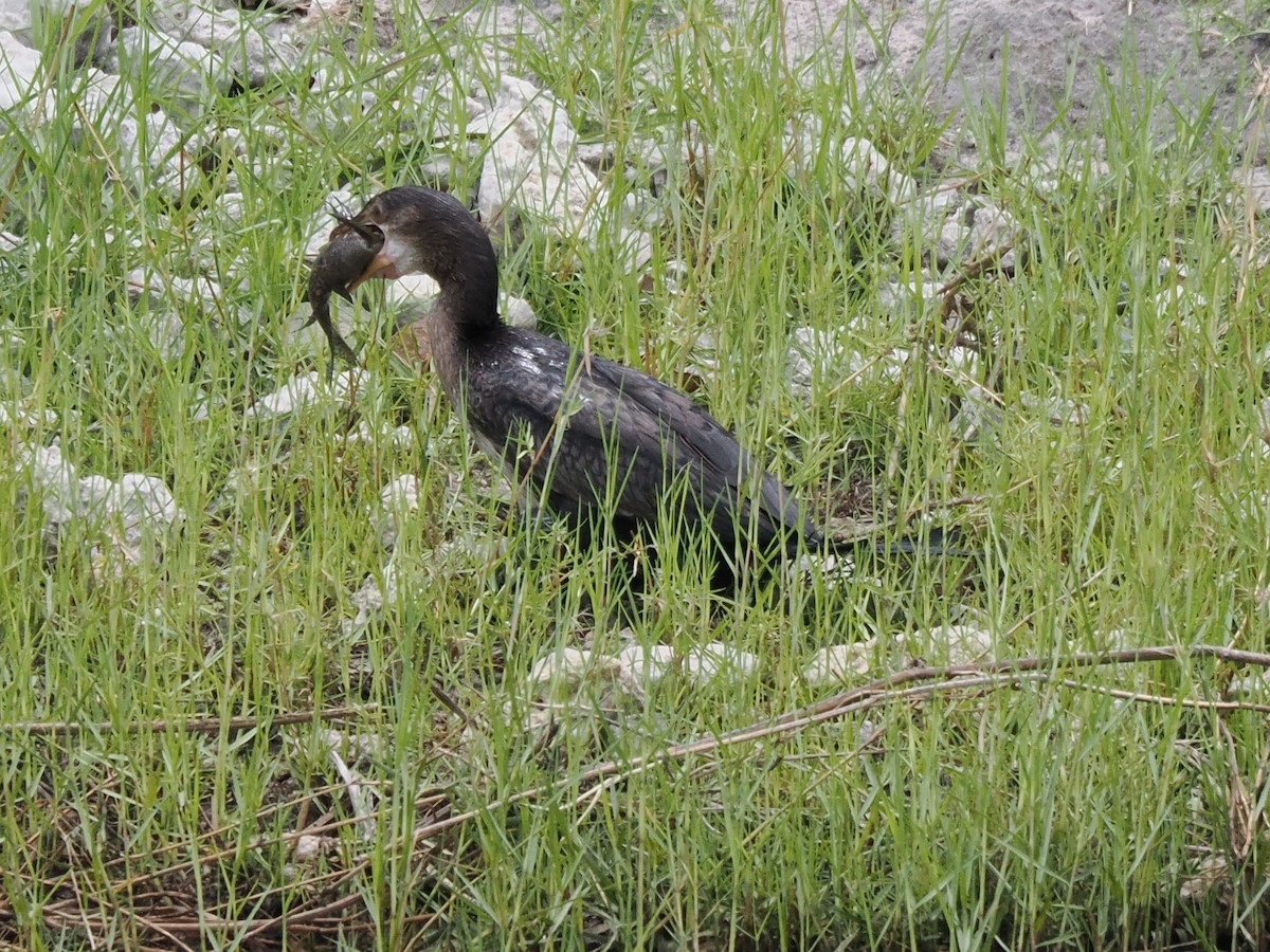 アフリカコビトウ - ML647295449