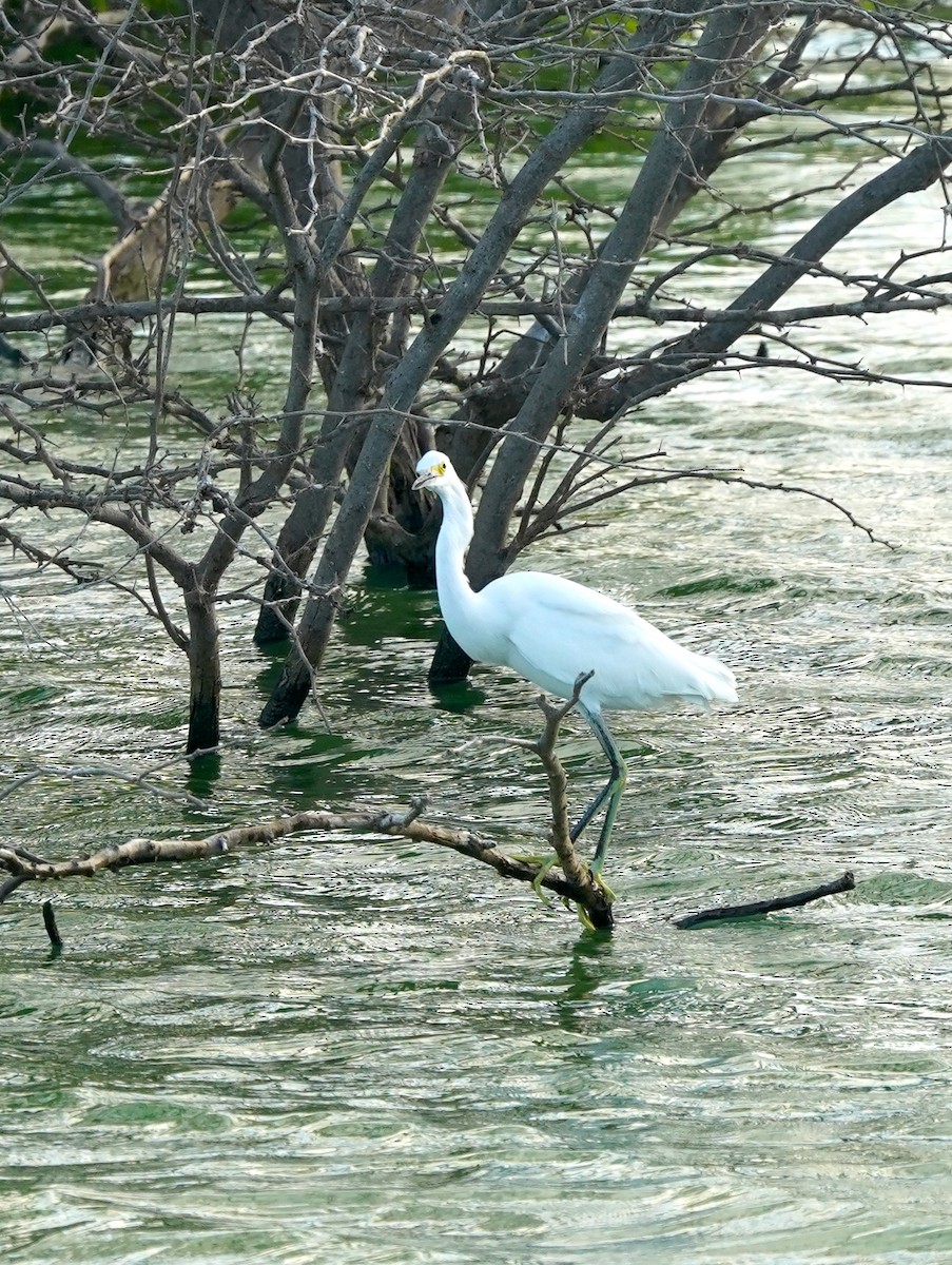 Snowy Egret - ML647295451