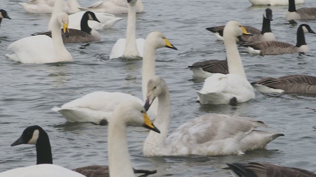 ברבור שר - ML647295452