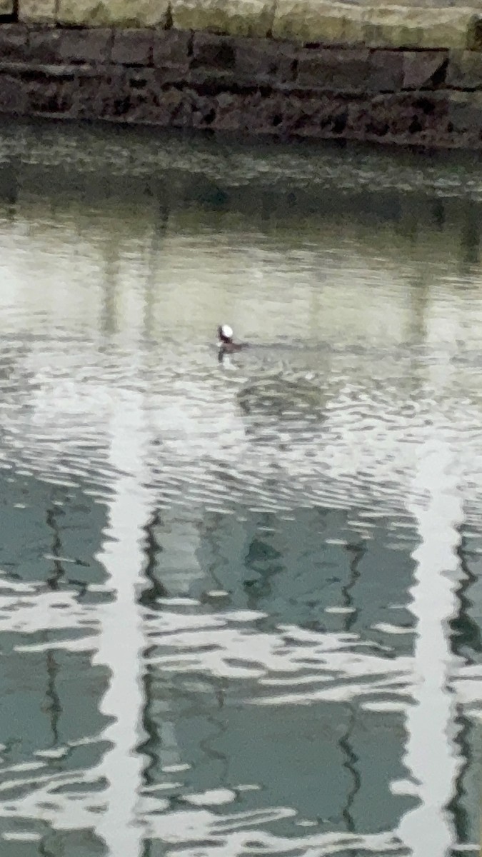 Hooded Merganser - ML647295458