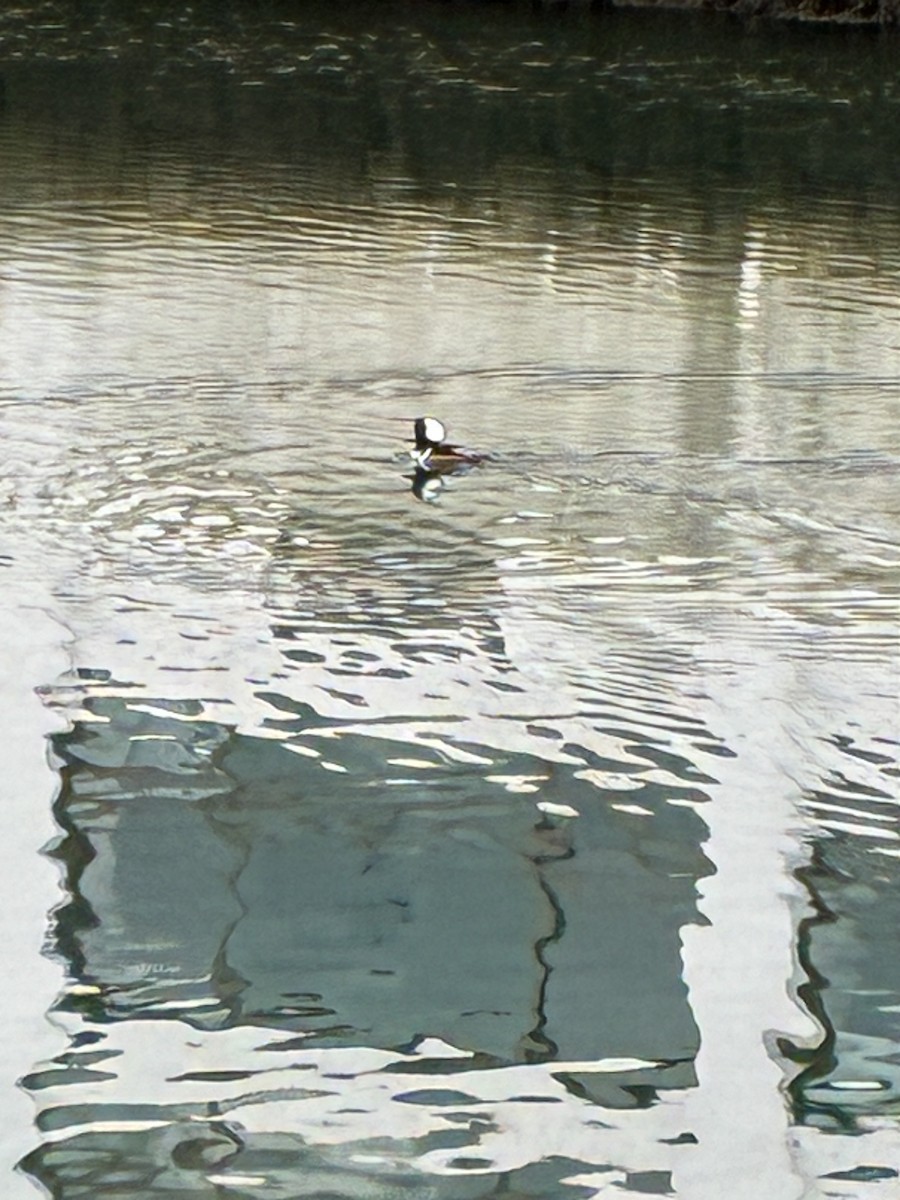 Hooded Merganser - ML647295459