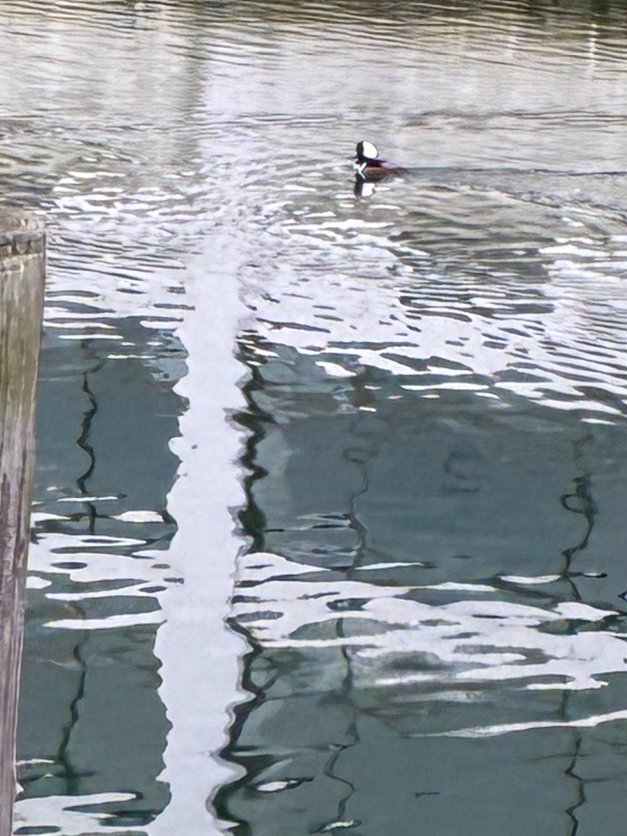 Hooded Merganser - ML647295460