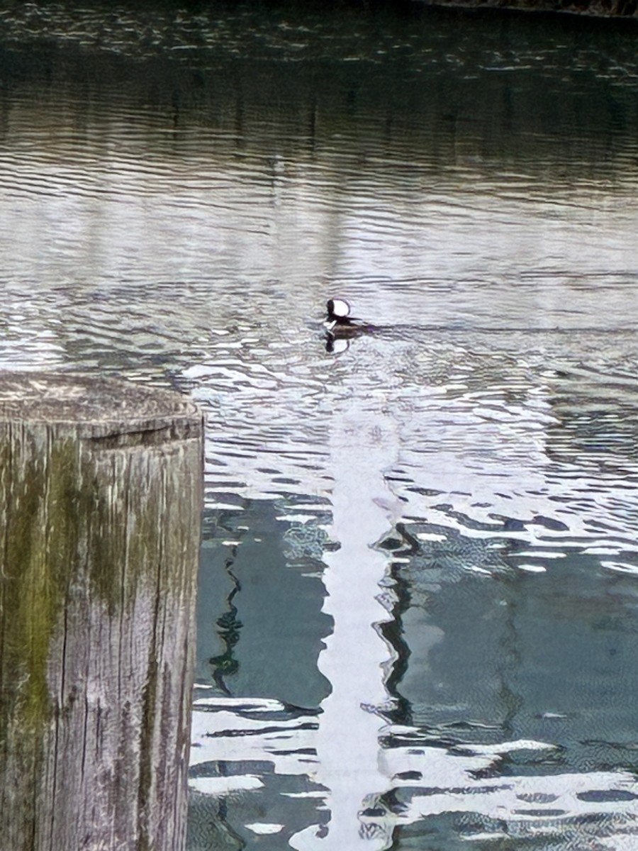 Hooded Merganser - ML647295461