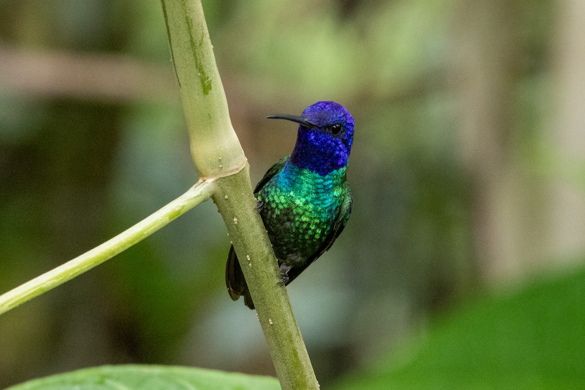 Golden-tailed Sapphire - ML647295463