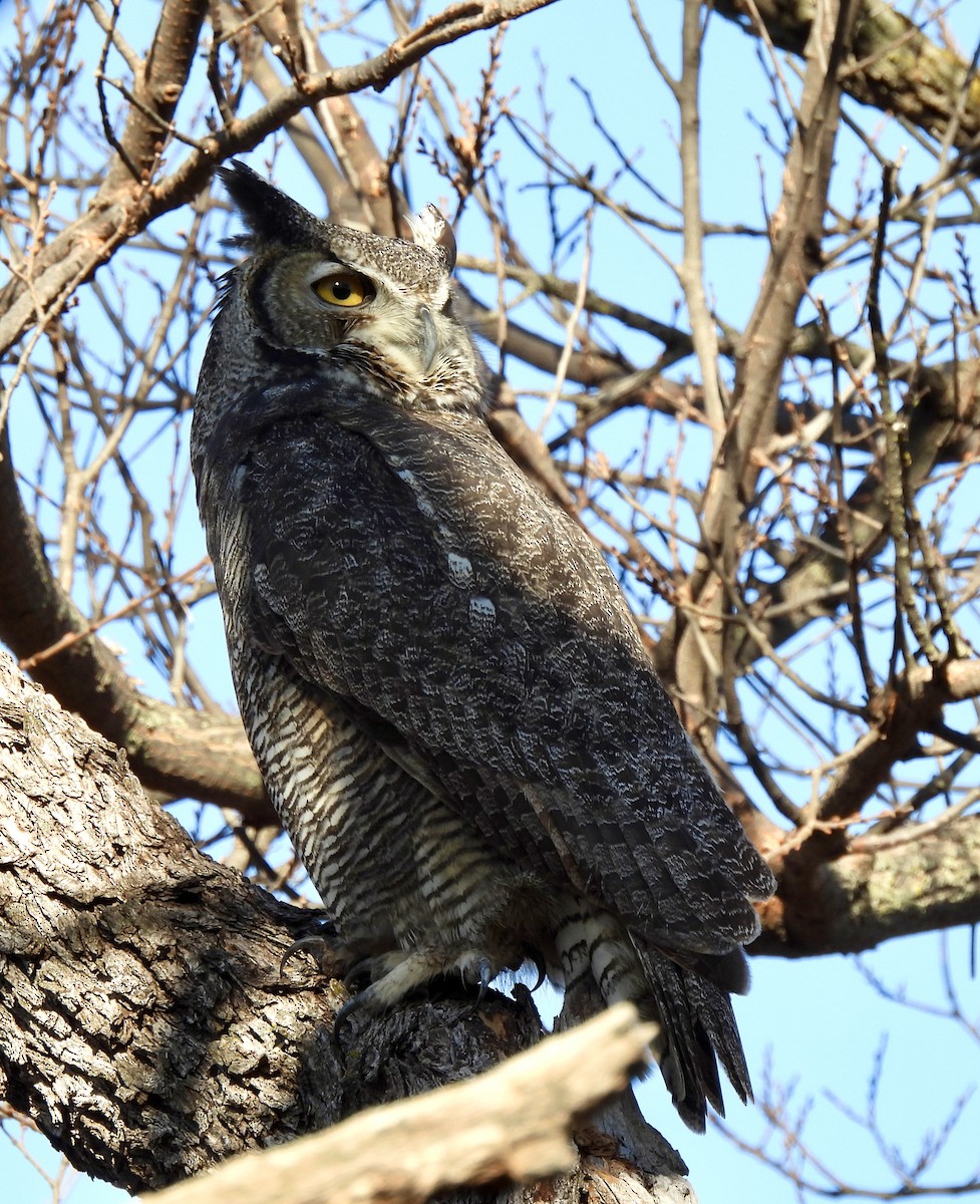 Great Horned Owl - ML647295471