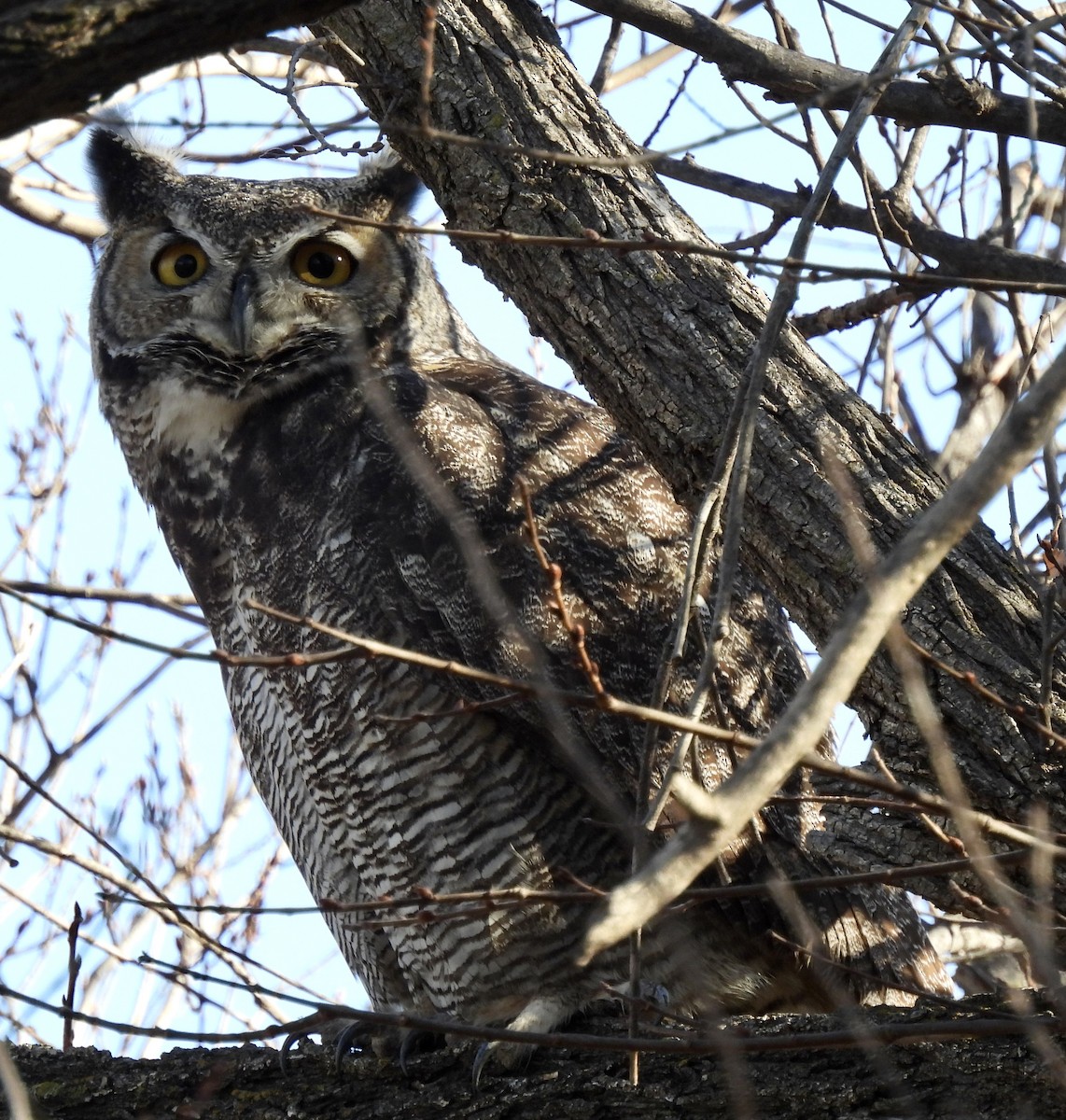 Great Horned Owl - ML647295472