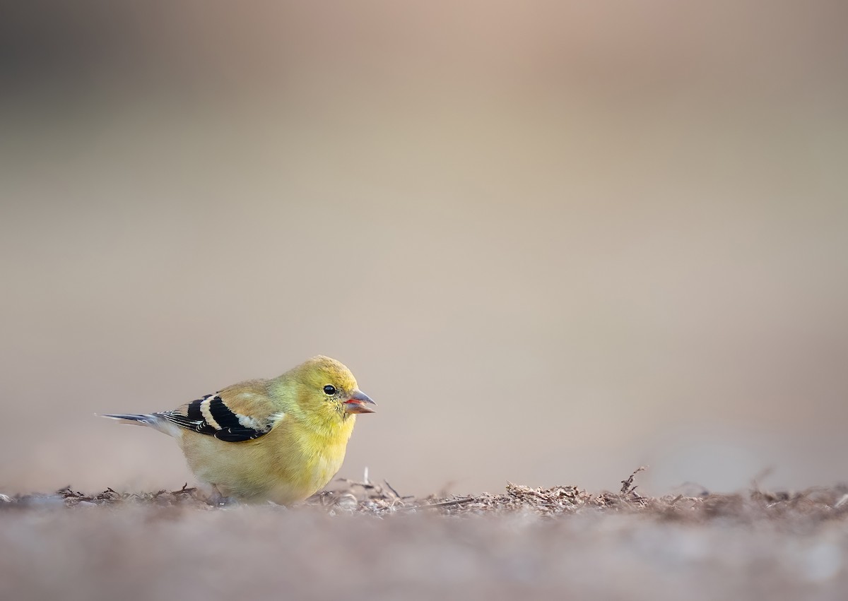 American Goldfinch - ML647295473