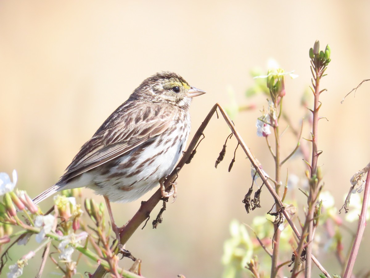 גיבתונית ערבות - ML647295494