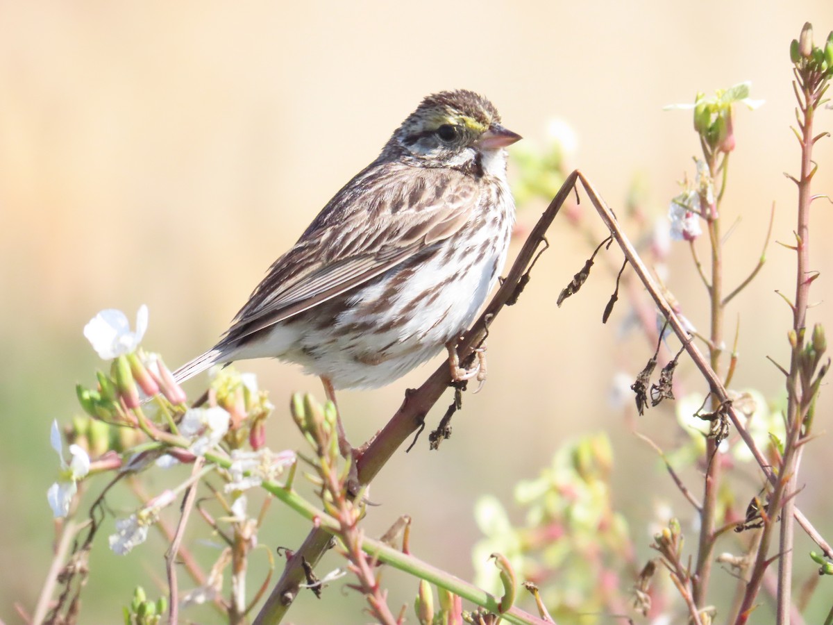 גיבתונית ערבות - ML647295495