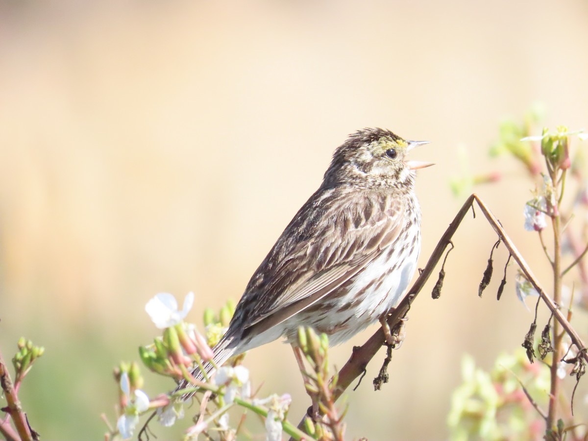 גיבתונית ערבות - ML647295496