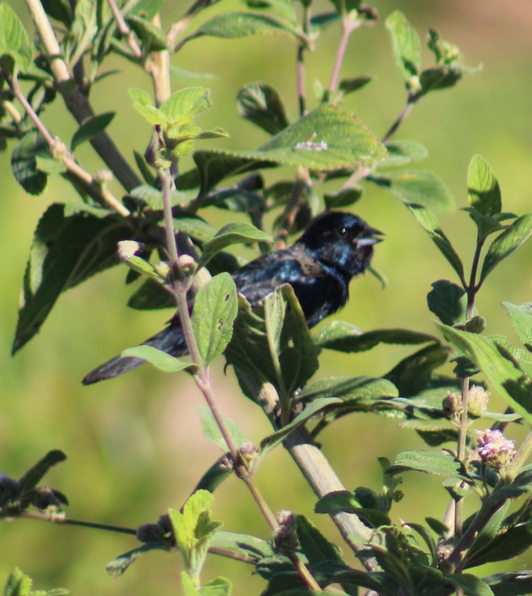 Blue-black Grassquit - ML647295497