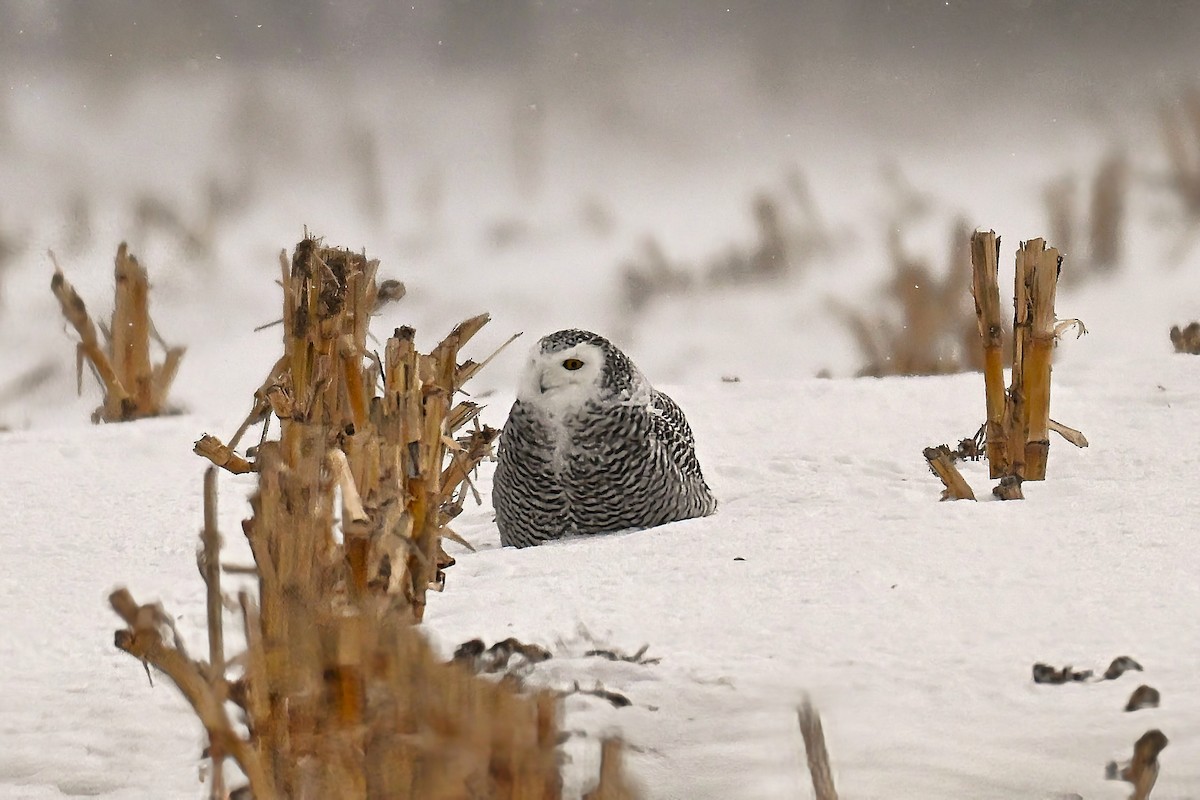Snowy Owl - ML647295500
