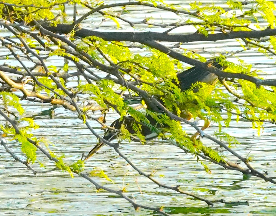 Green Heron - ML647295501