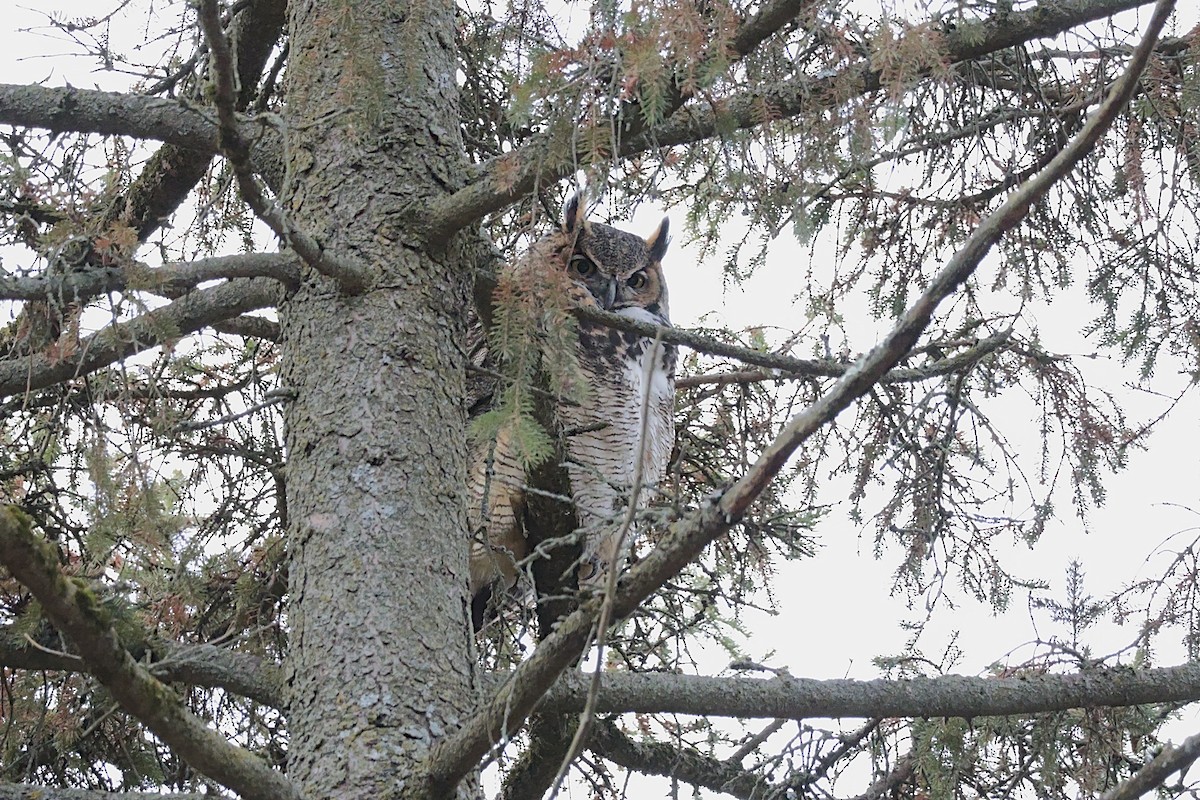 Great Horned Owl - ML647295509