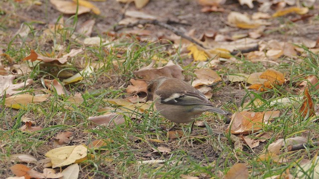 פרוש מצוי - ML647295510