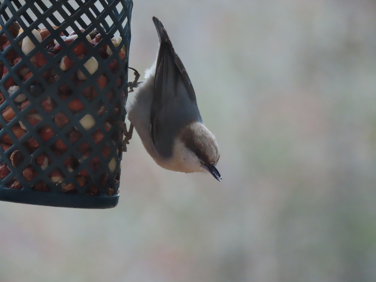Brown-headed Nuthatch - ML647295511
