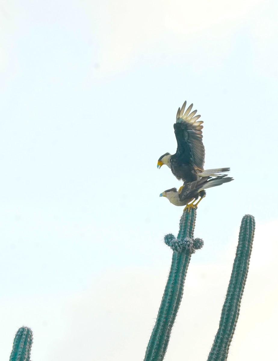 Crested Caracara - ML647295513